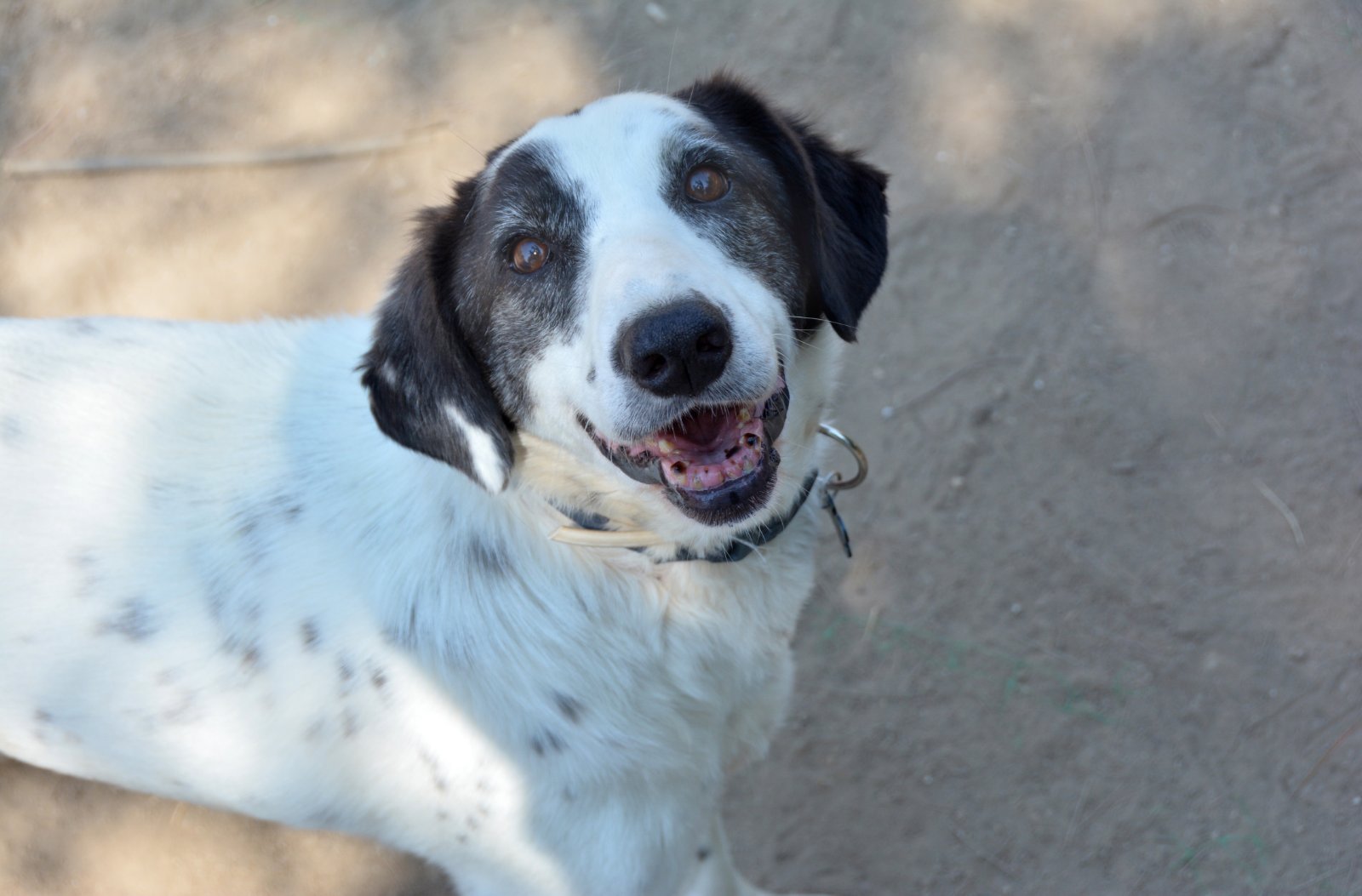 ANGEL (reserved)