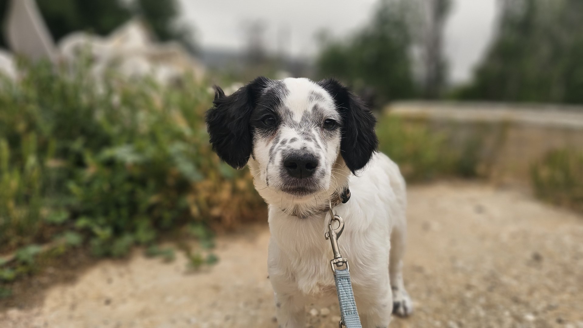 Gilbert (reserved)