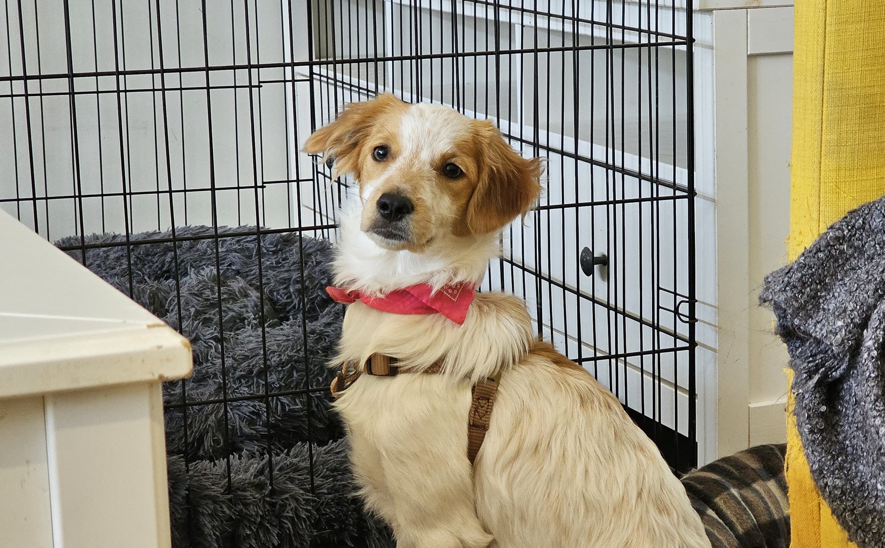 Zizel (reserved)