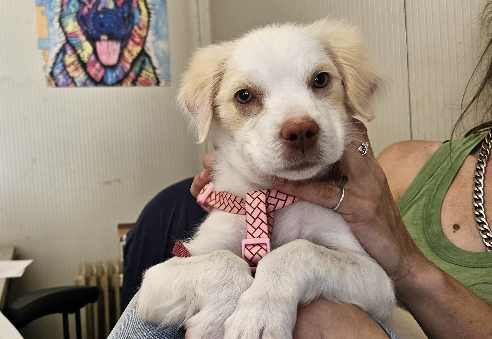 Rosie (reserved)