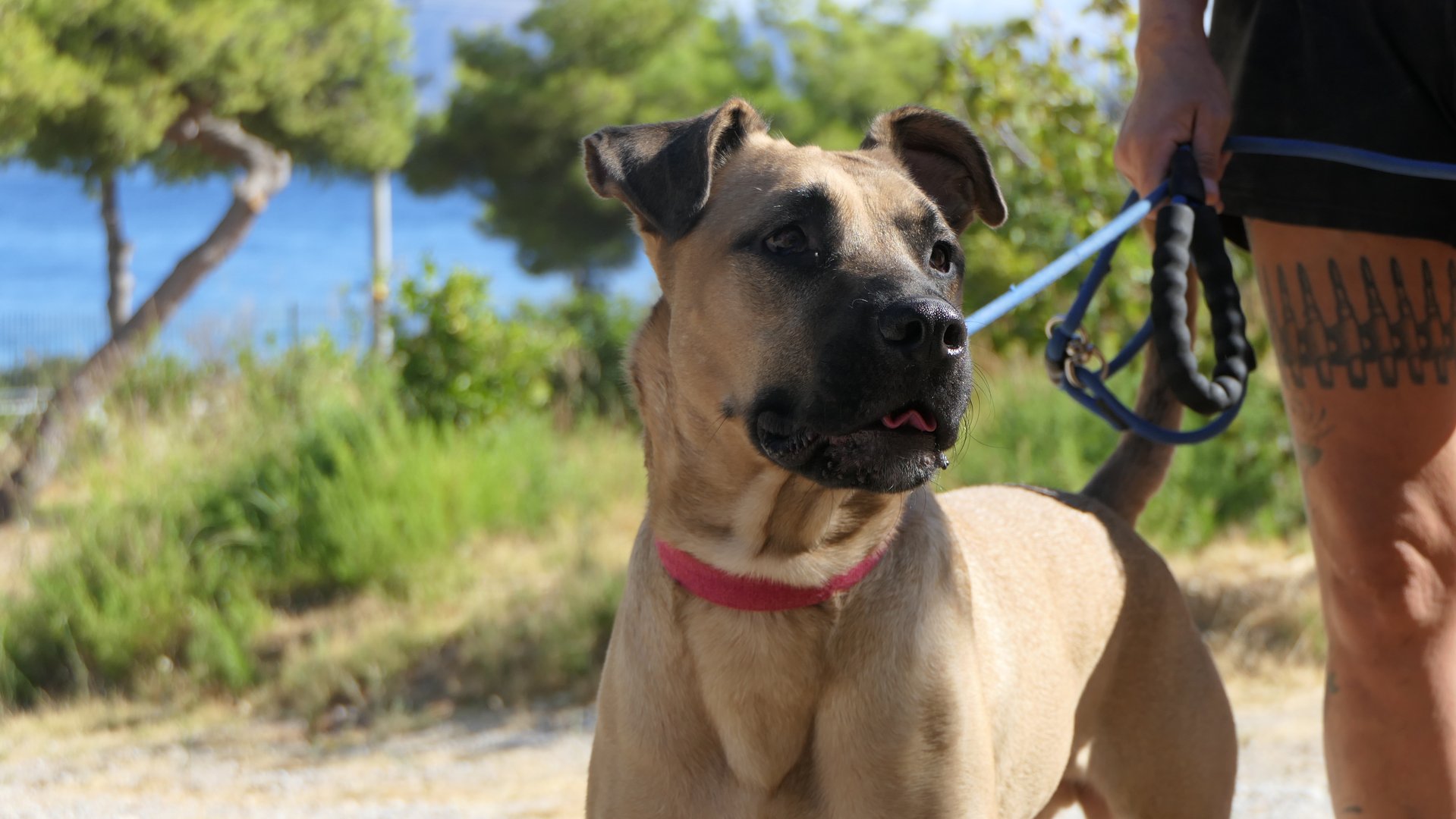 Scooby