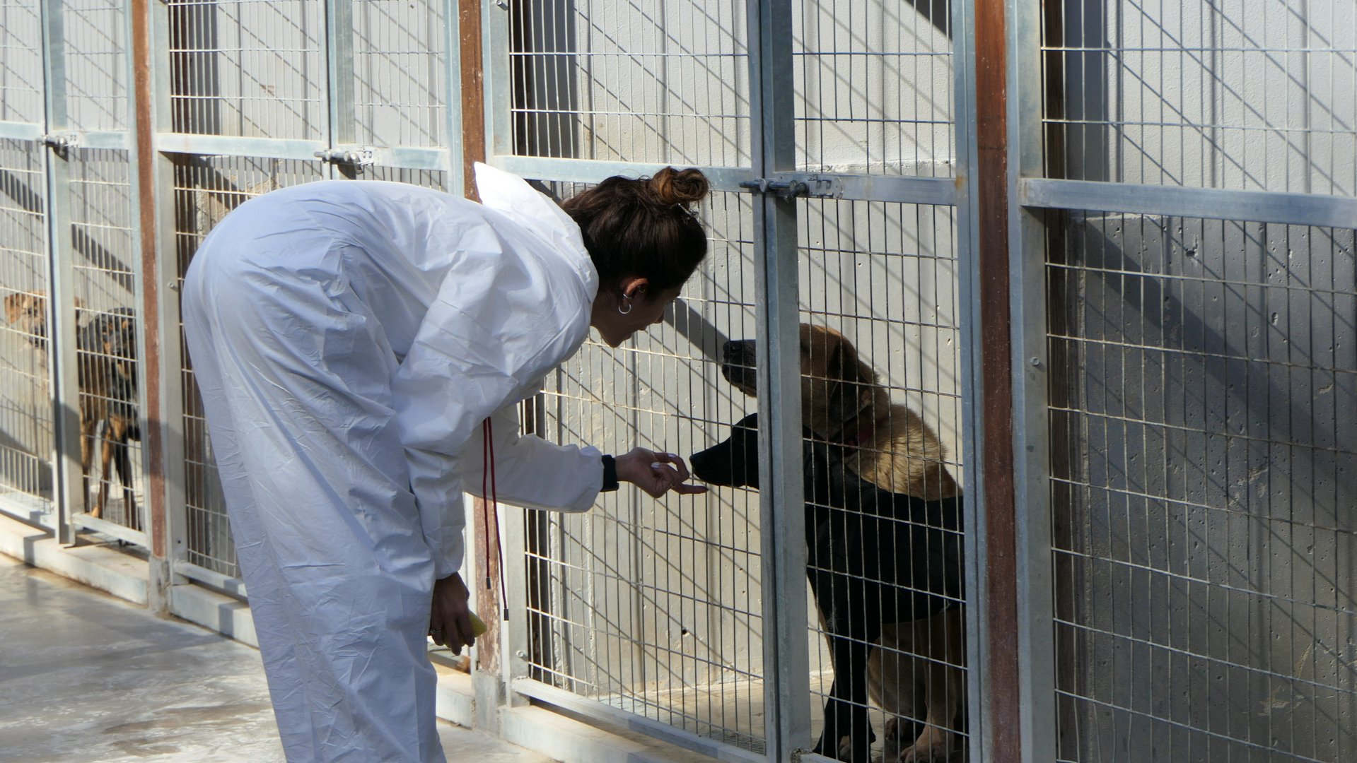 ΕΘΕΛΟΝΤΙΚΟ ΠΡΟΓΡΑΜΜΑ SAVE A GREEK STRAY 